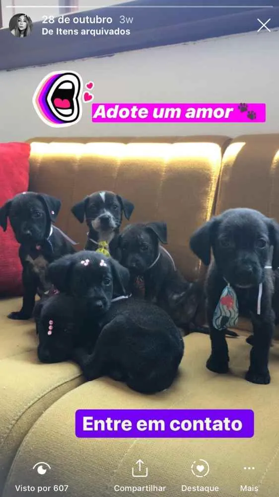 Cachorro ra a Labrador não puro idade 2 a 6 meses nome Agatah