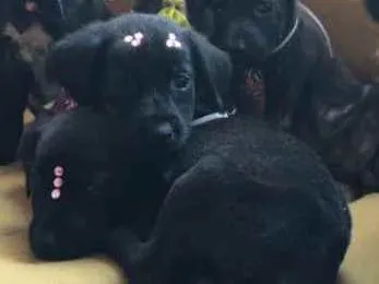 Cachorro ra a Labrador não puro idade 2 a 6 meses nome Agatah