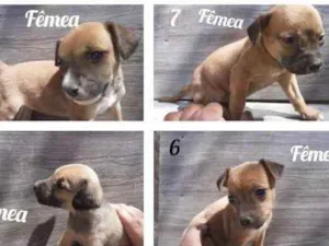 Cachorro raça Vira - Lata  idade 2 a 6 meses nome Sem nome 
