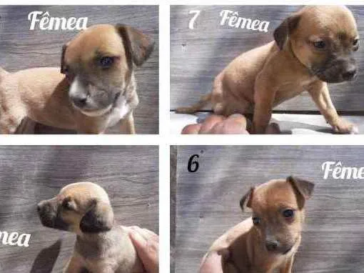 Cachorro ra a Vira - Lata  idade 2 a 6 meses nome Sem nome 