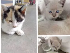 Gato raça  idade Abaixo de 2 meses nome Gatos