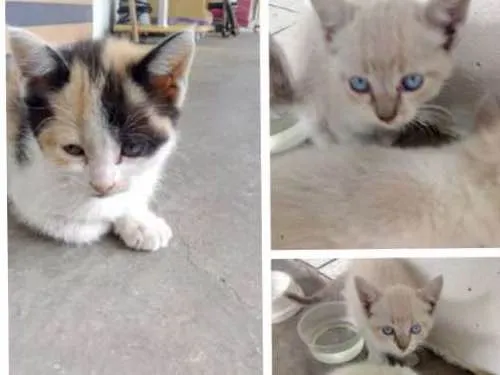 Gato ra a  idade Abaixo de 2 meses nome Gatos