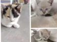 Gatos