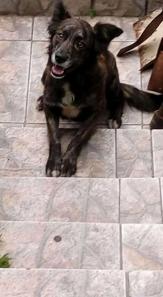 Cachorro ra a Sem raça definida. idade 2 anos nome Brisa