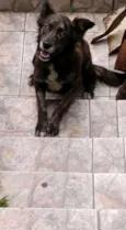 Brisa