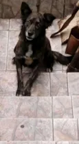 Brisa