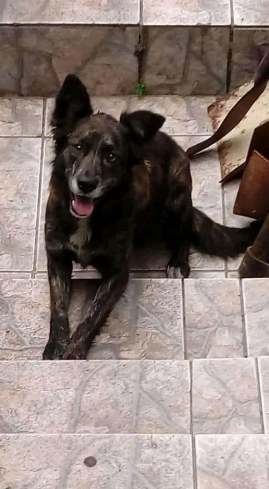 Cachorro ra a Sem raça definida. idade 2 anos nome Brisa