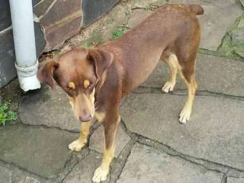 Cachorro ra a Fox paulistinha idade 3 anos nome Não sei