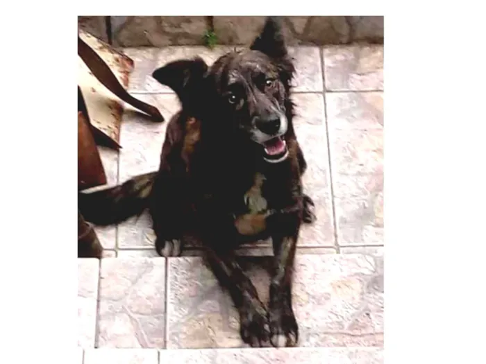 Cachorro ra a Sem raça definida. idade 2 anos nome Brisa