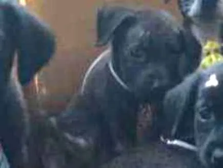 Cachorro ra a Labrador não puro  idade Abaixo de 2 meses nome Tomy