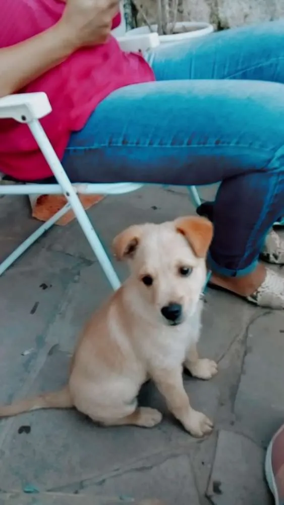 Cachorro ra a Vira-lata  idade 2 a 6 meses nome Theo