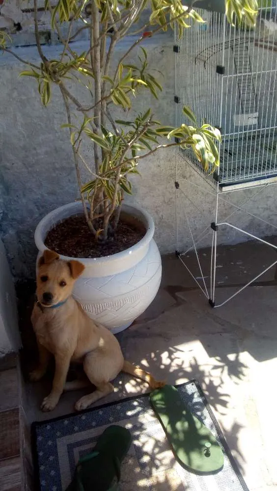 Cachorro ra a Vira-lata  idade 2 a 6 meses nome Theo