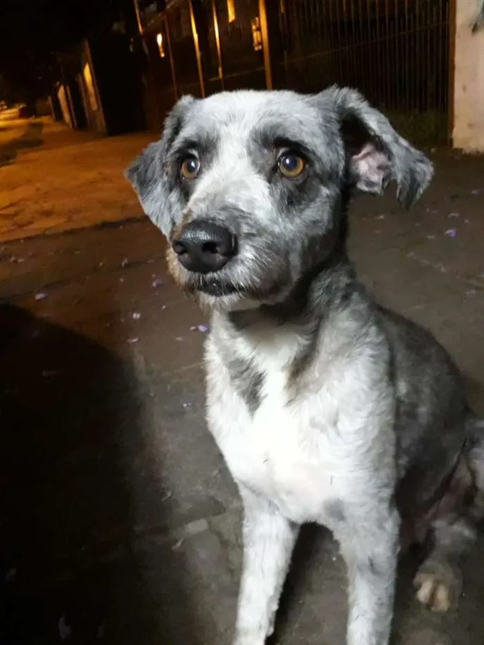 Cachorro ra a SRD idade 7 a 11 meses nome Duque