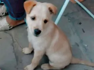 Cachorro raça Vira-lata  idade 2 a 6 meses nome Theo