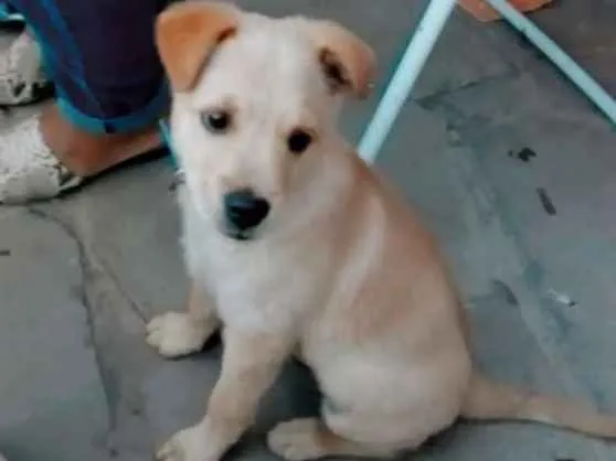 Cachorro ra a Vira-lata  idade 2 a 6 meses nome Theo