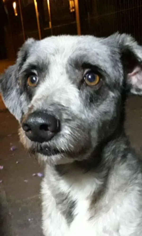 Cachorro ra a SRD idade 7 a 11 meses nome Duque