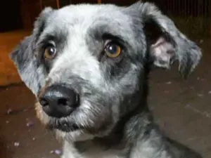 Cachorro raça SRD idade 7 a 11 meses nome Duque