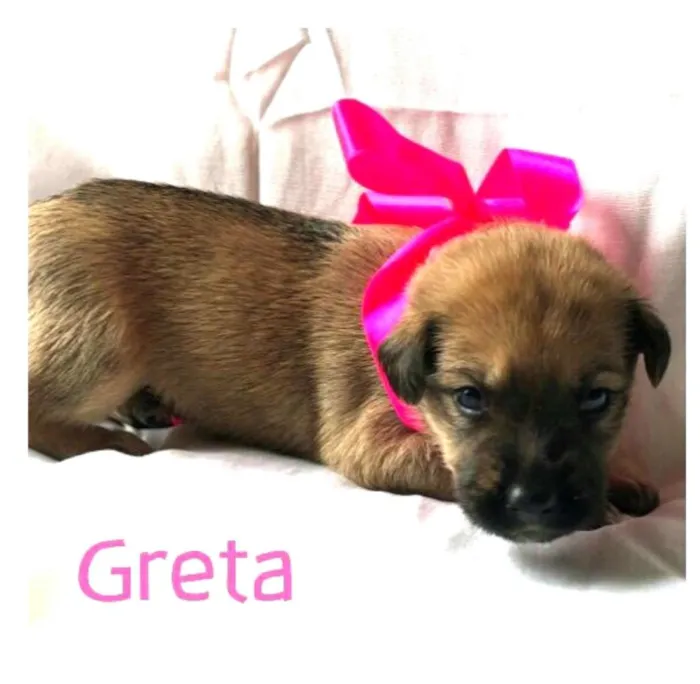 Cachorro raça  idade Abaixo de 2 meses nome Filhotes Mônica 