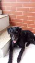 Pretinho