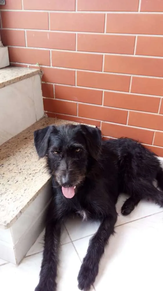 Cachorro ra a vira lata idade 4 anos nome Pretinho