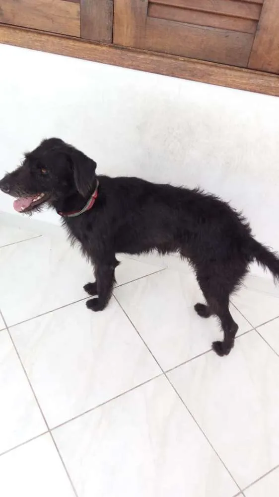Cachorro ra a vira lata idade 4 anos nome Pretinho