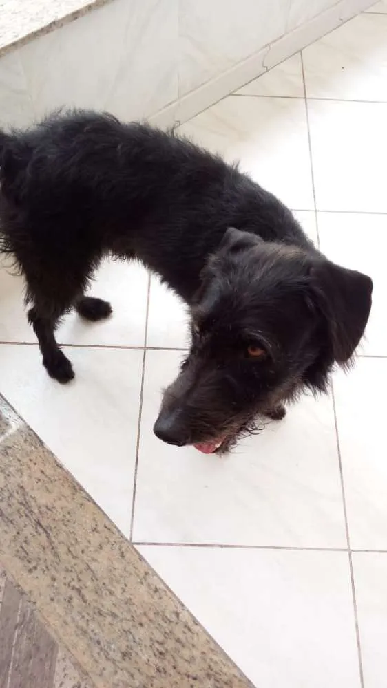 Cachorro ra a vira lata idade 4 anos nome Pretinho