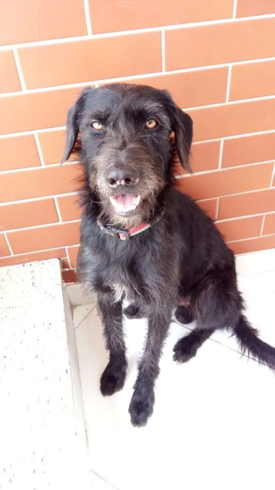 Cachorro ra a vira lata idade 4 anos nome Pretinho