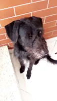 Pretinho
