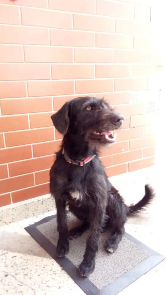 Cachorro ra a vira lata idade 4 anos nome Pretinho