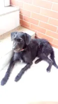 Pretinho