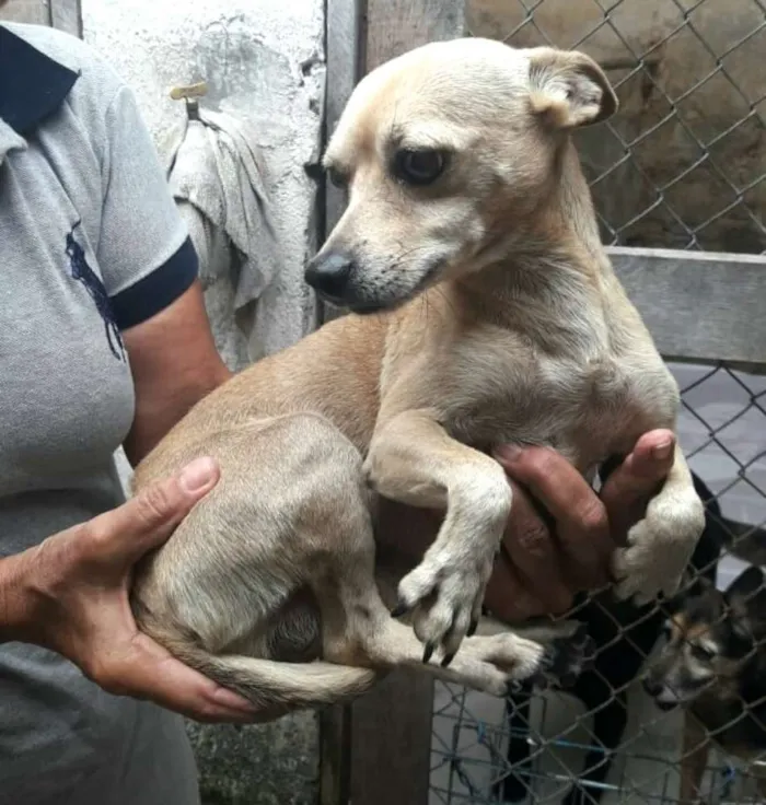 Cachorro ra a Pinscher ( Mestiço) idade 2 anos nome Niko 