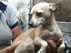 Cachorro raça Pinscher ( Mestiço) idade 2 anos nome Niko 
