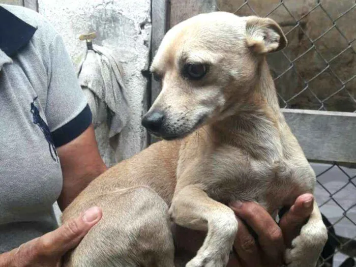 Cachorro ra a Pinscher ( Mestiço) idade 2 anos nome Niko 