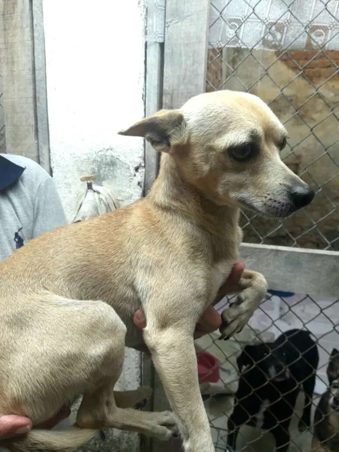 Cachorro ra a Pinscher ( Mestiço) idade 2 anos nome Niko 