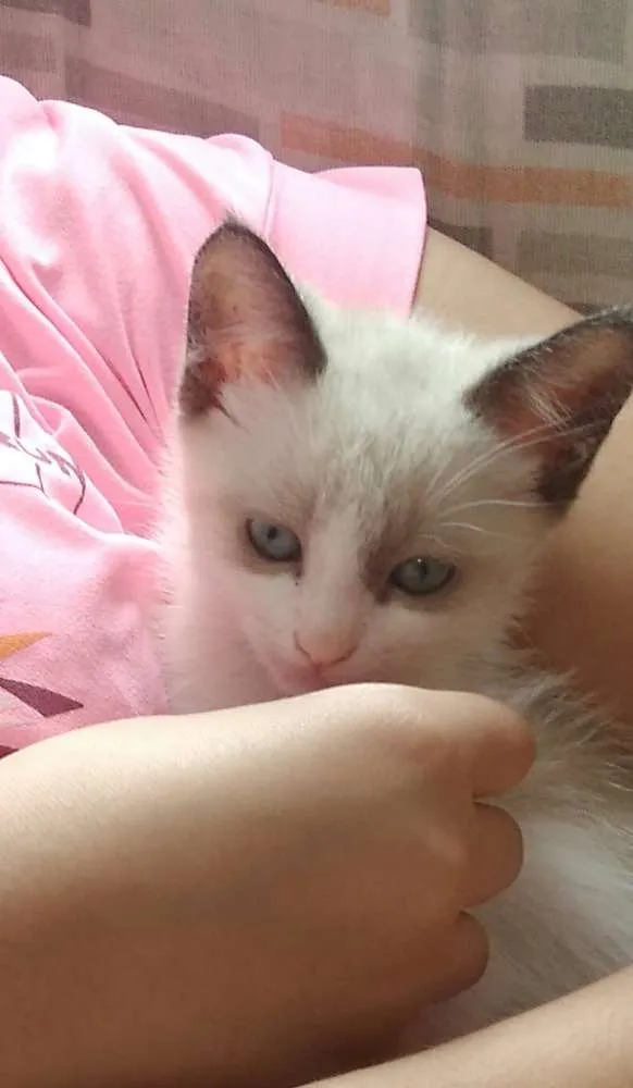 Gato ra a Srd idade 2 a 6 meses nome Gumball