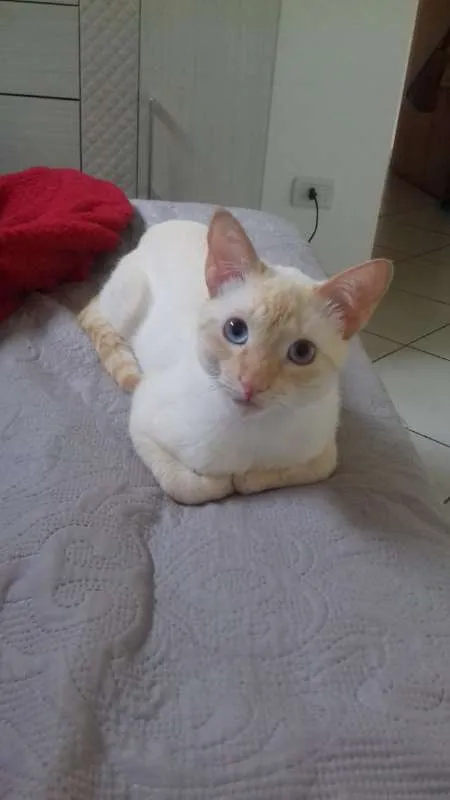 Gato raça SRD idade 1 ano nome Cristovão