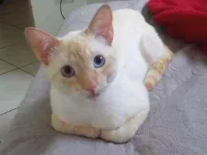 Gato raça SRD idade 1 ano nome Cristovão