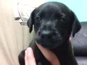 Cachorro raça vira lata  idade Abaixo de 2 meses nome Bisnaguinha