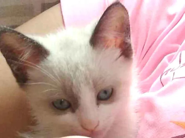 Gato ra a Srd idade 2 a 6 meses nome Gumball