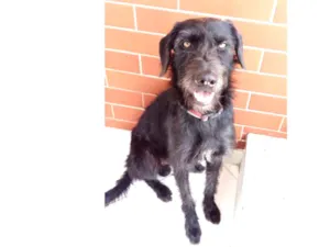 Cachorro raça vira lata idade 4 anos nome Pretinho