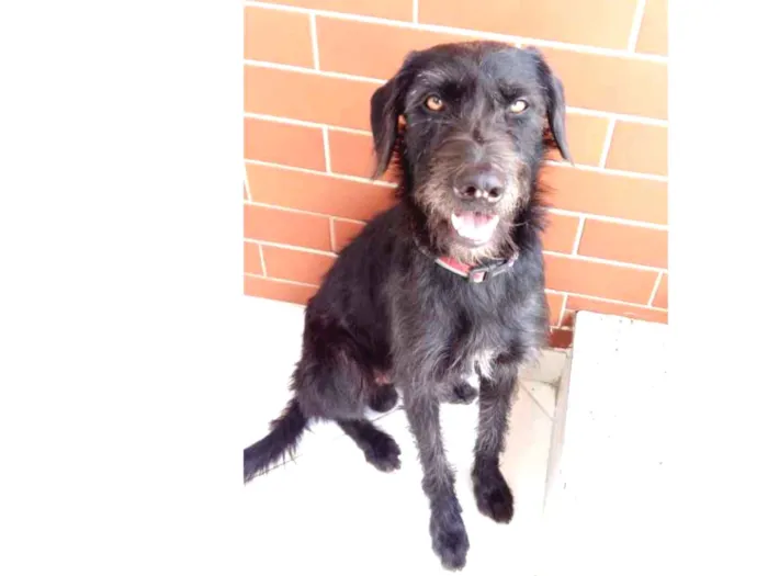 Cachorro ra a vira lata idade 4 anos nome Pretinho