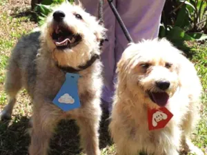 Cachorro raça  idade 2 anos nome Fiapo e stopa 