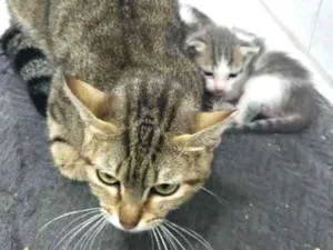 Gato raça SRD idade 3 anos nome Cat
