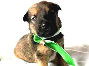 Cachorro raça  idade Abaixo de 2 meses nome Filhotes Mônica 