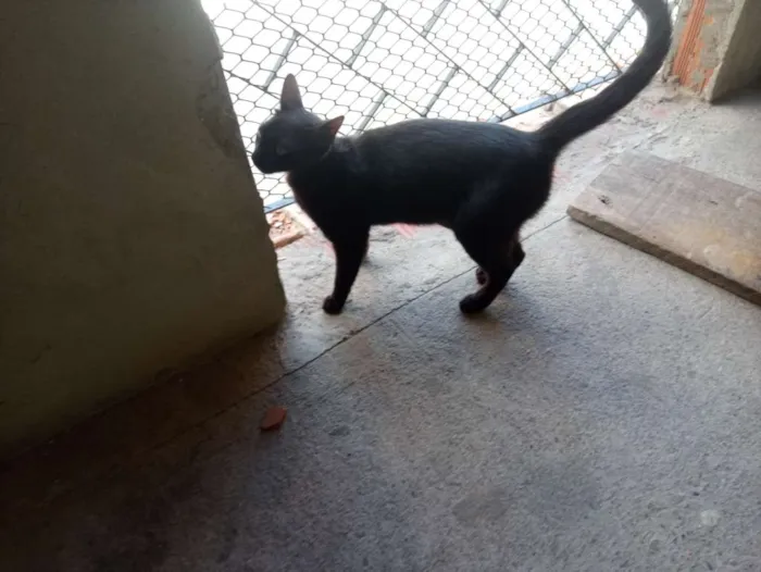 Gato raça  idade 7 a 11 meses nome Baguera 