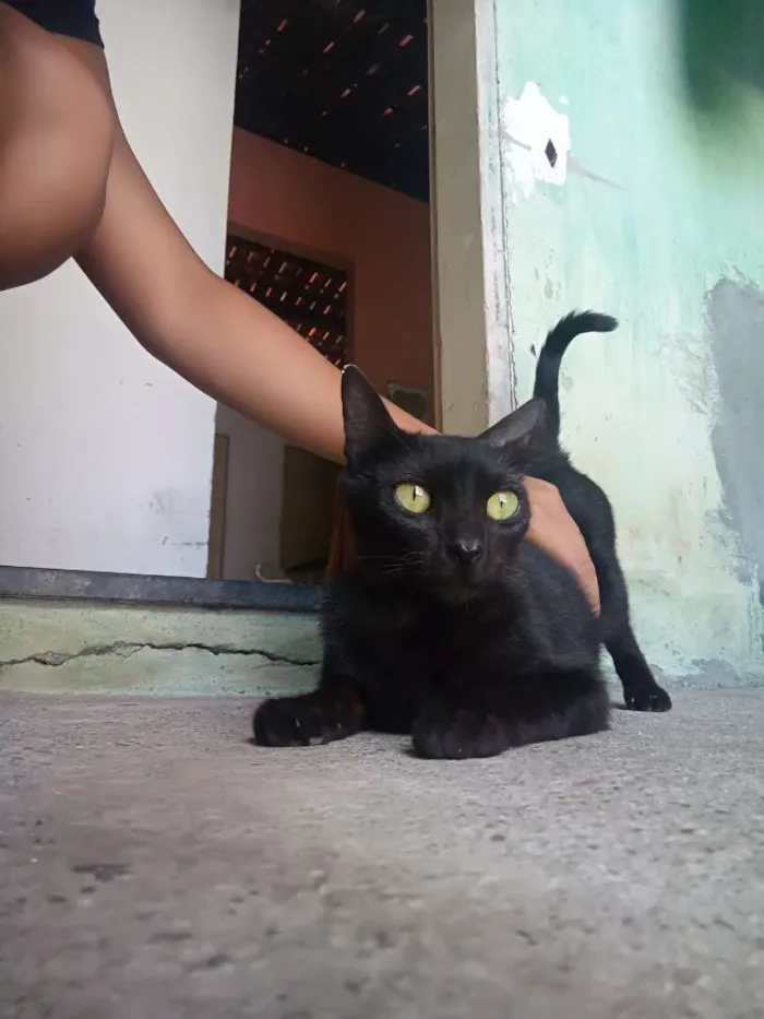 Gato raça  idade 7 a 11 meses nome Baguera 