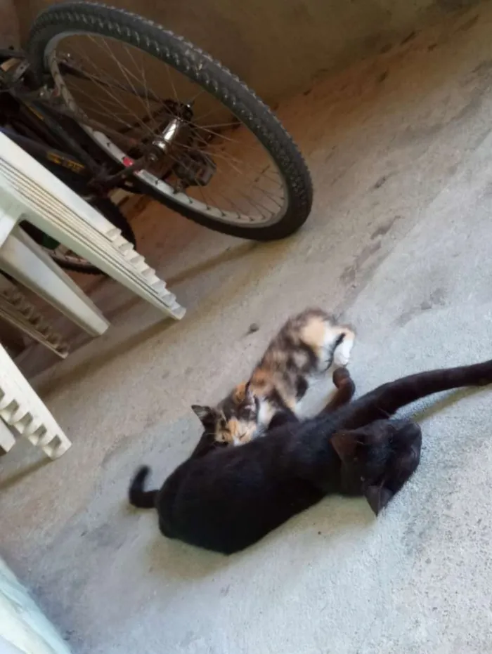 Gato raça  idade Abaixo de 2 meses nome Pintado