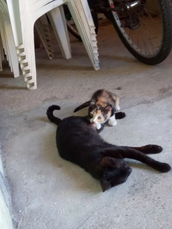 Gato raça  idade Abaixo de 2 meses nome Pintado