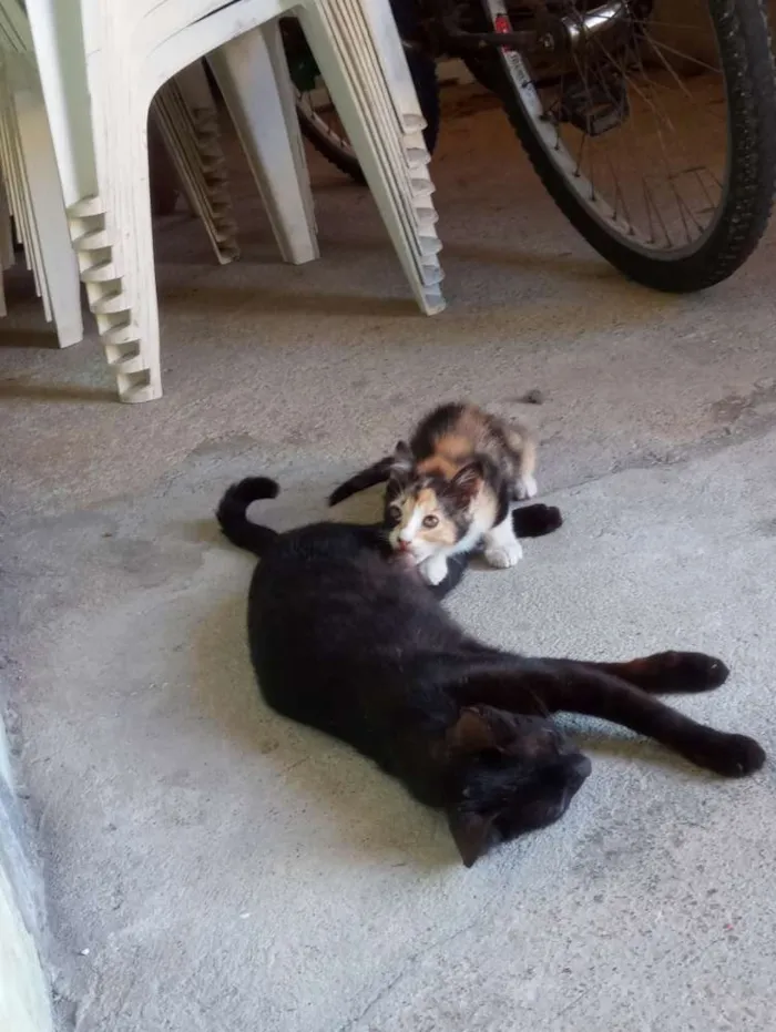 Gato raça  idade Abaixo de 2 meses nome Pintado