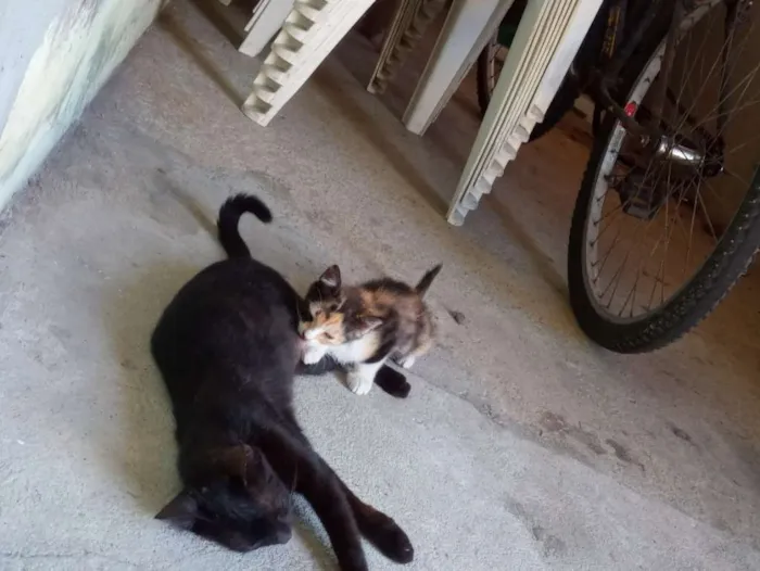 Gato raça  idade Abaixo de 2 meses nome Pintado